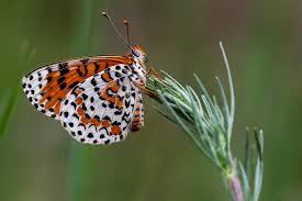 Attēlu rezultāti vaicājumam “Melitaea didyma underside”