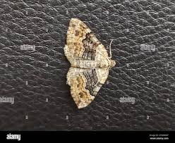 Attēlu rezultāti vaicājumam “Xanthorhoe quadrifasiata”