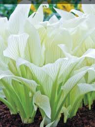 Image result for Hosta White Feather