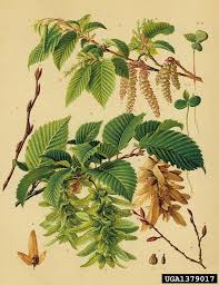 Attēlu rezultāti vaicājumam “Carpinus betulus fruit”