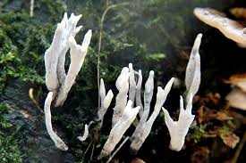 Attēlu rezultāti vaicājumam “Xylaria”