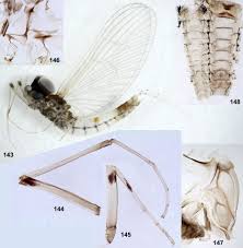 Attēlu rezultāti vaicājumam “Ephemeroptera imago”