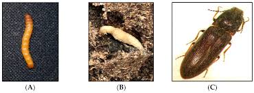 Attēlu rezultāti vaicājumam “Therevidae larva”