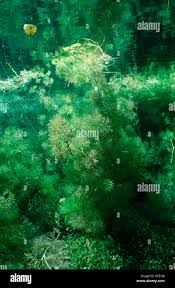 Attēlu rezultāti vaicājumam “Oenanthe aquatica leaf”