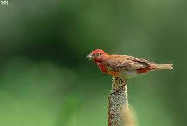 Attēlu rezultāti vaicājumam “Carpodacus erythrinus”
