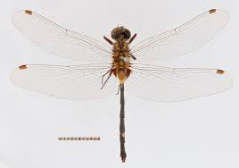 Attēlu rezultāti vaicājumam “Leucorrhinia dubia male”