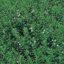 Image result for Bohnenkraut