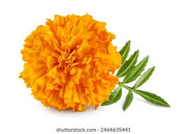 Attēlu rezultāti vaicājumam “Tagetes flower”