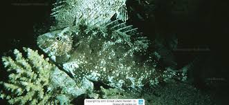 Image result for Siganus rivulatus