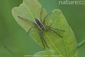Attēlu rezultāti vaicājumam “Dolomedes fimbriatus”