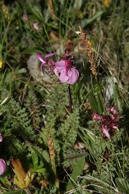 Attēlu rezultāti vaicājumam “Pedicularis palustris subsp. opsiantha”