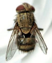 Attēlu rezultāti vaicājumam “Diprion pini female”