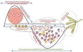 Attēlu rezultāti vaicājumam “undetermined plasmodium”