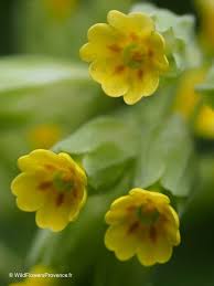 Attēlu rezultāti vaicājumam “Primula veris fruit”