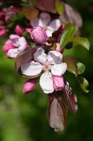 Attēlu rezultāti vaicājumam “Malus prunifolia”