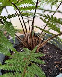 Attēlu rezultāti vaicājumam “Weissia squarrosa”