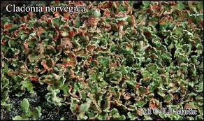 Attēlu rezultāti vaicājumam “Cladonia norvegica”