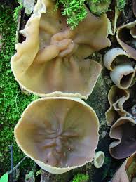 Attēlu rezultāti vaicājumam “Peziza repanda”