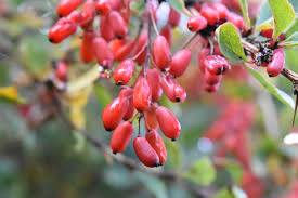 Attēlu rezultāti vaicājumam “Berberis vulgaris”