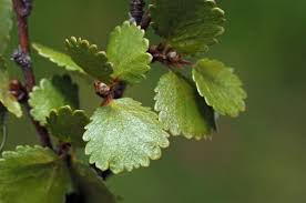 Attēlu rezultāti vaicājumam “Betula nana leaf”