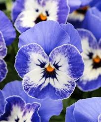 Image result for Veilchen