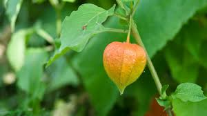 Image result for Lampionblume