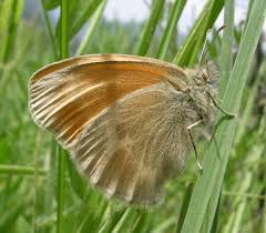 Attēlu rezultāti vaicājumam “Coenonympha tullia”