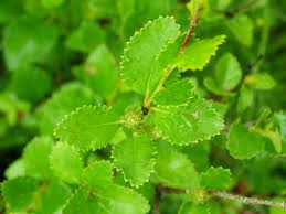 Attēlu rezultāti vaicājumam “Betula humilis”