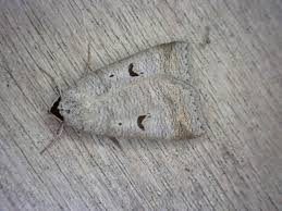 Attēlu rezultāti vaicājumam “Lygephila pastinum”