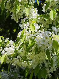 Attēlu rezultāti vaicājumam “Malus prunifolia”