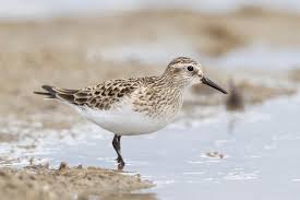 Image result for Calidris bairdii