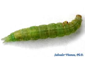 Attēlu rezultāti vaicājumam “Plutella xylostella”