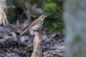 Image result for Catharus guttatus