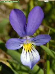 Attēlu rezultāti vaicājumam “Viola tricolor subsp. curtisii flower”