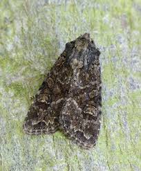 Attēlu rezultāti vaicājumam “Apamea remissa”