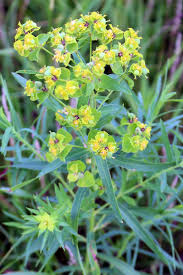 Attēlu rezultāti vaicājumam “Euphorbia virgata flower”