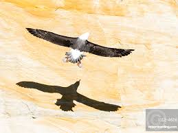 Image result for Thalassarche melanophris