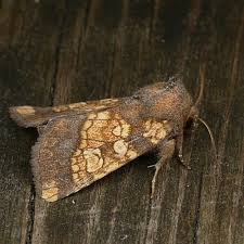 Attēlu rezultāti vaicājumam “Gortyna flavago”