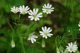 Attēlu rezultāti vaicājumam “Stellaria holostea leaf”