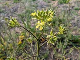 Attēlu rezultāti vaicājumam “Sisymbrium altissimum leaf”