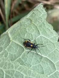 Attēlu rezultāti vaicājumam “Capsodes gothicus”