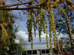 Attēlu rezultāti vaicājumam “Quercus rubra flower”