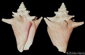 Image result for Aliger gigas