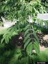 Attēlu rezultāti vaicājumam “Phellodendron amurense bud”