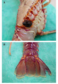 Image result for Palinurus elephas