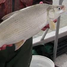 Image result for Coregonus clupeaformis