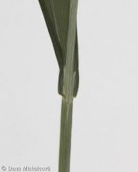 Attēlu rezultāti vaicājumam “Milium effusum leaf”