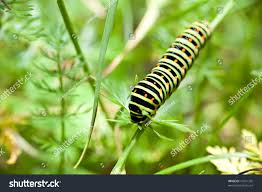 Attēlu rezultāti vaicājumam “Papilio machaon larva”