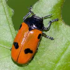 Attēlu rezultāti vaicājumam “Clytra quadripunctata”