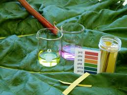 Attēlu rezultāti vaicājumam “Rheum rhabarbarum leaf”